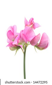 Sweet pea flower isolated on white