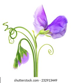 Sweet pea flower isolated on white background