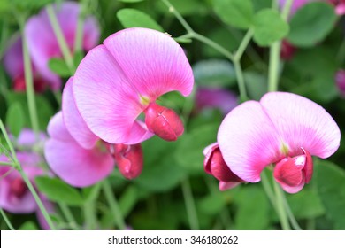 2,142 Yellow Sweet Pea Flowers Images, Stock Photos & Vectors 