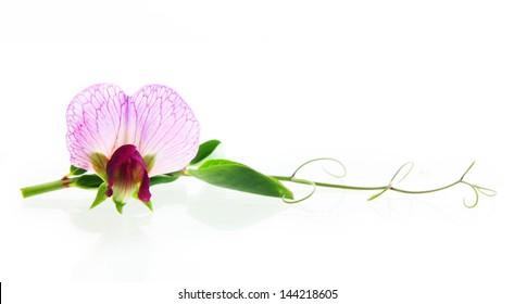 Sweet pea flowers isolated on white background