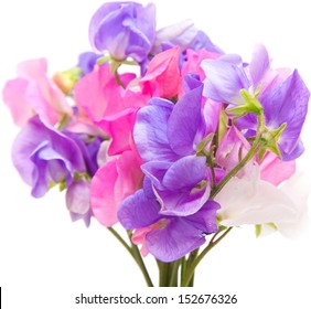 sweet pea flowers isolated on white