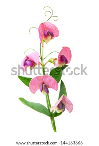 Sweet Pea Flowers Isolated On White Stock Photo (Edit Now) 144163666