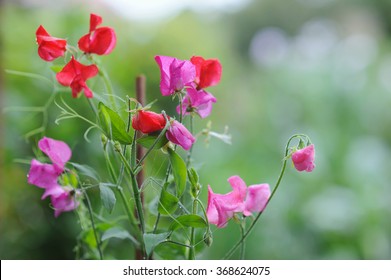 Sweet pea flowers on natural background