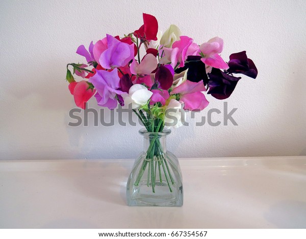 Sweet Pea Flowers Vase Botanical Name Stock Photo Edit Now 667354567