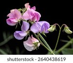 sweet pea isolated on black background