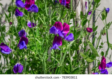 Sweet Pea Lathyrus Odoratus, Cupani Is A Flowering Plant In The Genus Lathyrus In The Family Fabaceae Legumes.