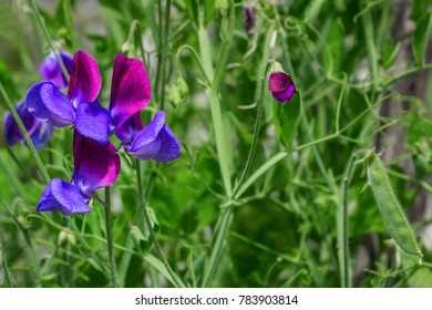 Sweet Pea Lathyrus Odoratus, Cupani Is A Flowering Plant In The Genus Lathyrus In The Family Fabaceae Legumes. 