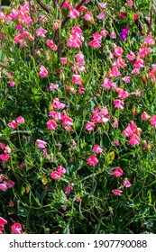 Sweet Pea (Lathyrus odoratus) a spring summer flowering plant with a summertime pink flower stock photo image