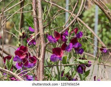 Sweet Pea 'Matucana' (Lathyrus Odoratus) Climbing On A Hazel Wigwam In A Country Cottage Garden In Rural Devon, England, UK