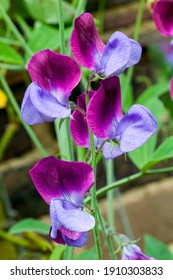 Sweet Pea 'Matucana' (Lathyrus Odoratus) A Purple Red Spring Summer Flower Plant, Stock Photo Image