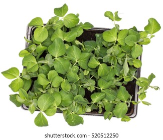 Sweet Pea Plant Leaves In Pot Isolated On White Background. Healthy Eating Concept. Top View.