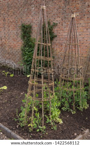 Sweet Pea Plants (Lathyrus odoratus) Growing up a Hand Made Hazel Wigwam on an Allotment in a Brick Walled Vegetable Garden in Rural Somerset, England, UK