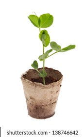 Sweet Pea Seedling In Coir Pot Isolated Against White