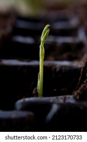 A Sweet Pea Seedling Growing In A Rootrainerearth And Nature