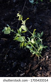 A Sweet Pea Seedling Planted Out In The Garden Ready For Spring