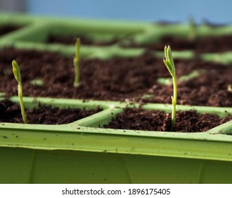 Sweet Pea  Seedlings  In A Green Tray 