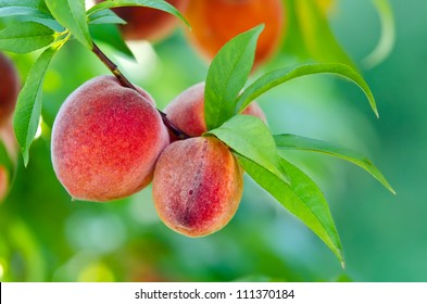 Sweet Peach Fruits Growing On A Peach Tree Branch