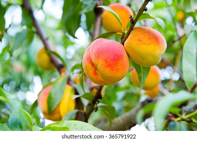 桃 の画像 写真素材 ベクター画像 Shutterstock