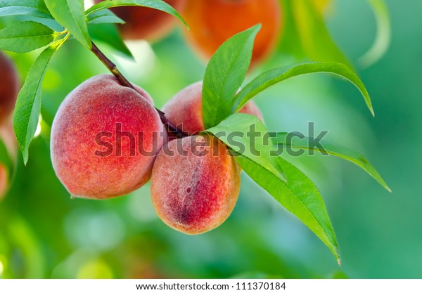 Sweet peach\
fruits growing on a peach tree\
branch