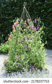 Sweet Peas Growing Up A Wig Wam On Sticks