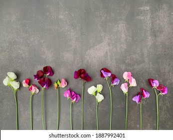 Sweet Pea Flower Hd Stock Images Shutterstock