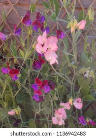 Sweet Pea Windsor