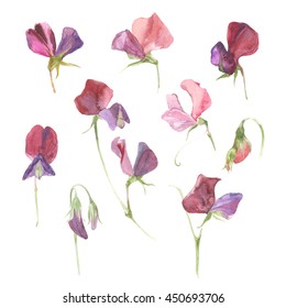 Sweet peas. Watercolor floral set. Flowers isolated on white background.