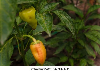 Sweet pepper, bellpepper growing on farm bush.