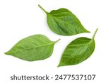 Sweet pepper leaf closeup isolated on white background