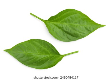 Sweet pepper leaf closeup isolated on white background - Powered by Shutterstock