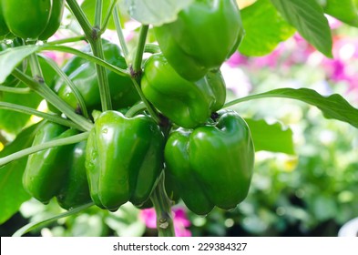 Sweet pepper plant ,paprika