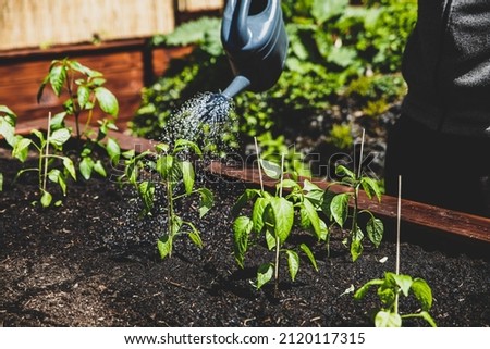 Sweet pepper plants get water with a watering can, gardening
