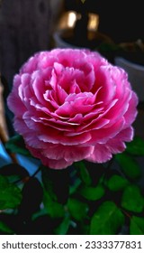 Sweet pink rose with overlapping petals, fragrant all day long. planted to decorate the house, distilling perfume Flowering throughout the year, planted to decorate the house beautifully and help refr