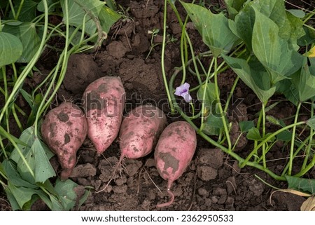 A sweet potato dug up in the garden. A bed of sweet potatoes, harvesting on the farm.