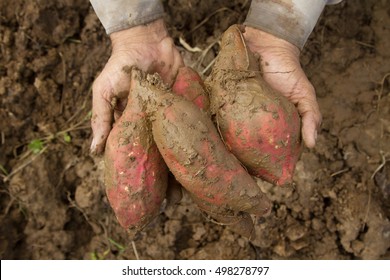 Sweet Potato At Farm On Hand