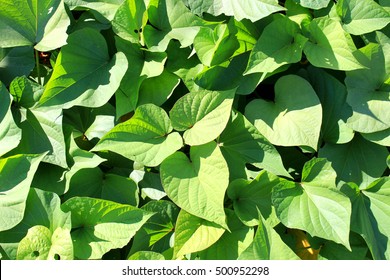 Sweet Potato Field