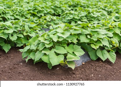 Sweet Potato Field On The Farm