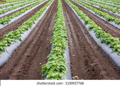 Sweet Potato Field On The Farm