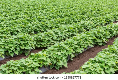 Sweet Potato Field On The Farm