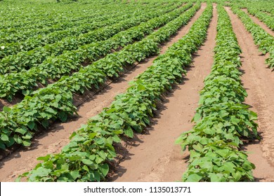 Sweet Potato Field On The Farm