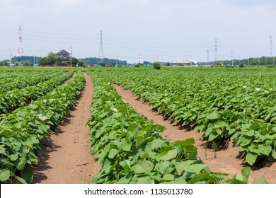 Sweet Potato Field On The Farm