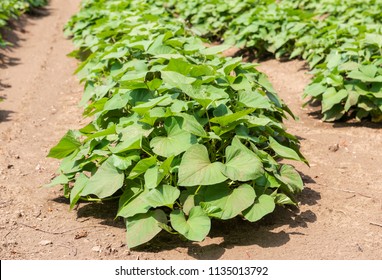 Sweet Potato Field On The Farm