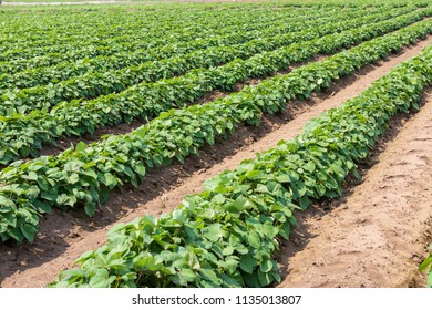 Sweet Potato Field On Farm Stock Photo 1135013807 | Shutterstock