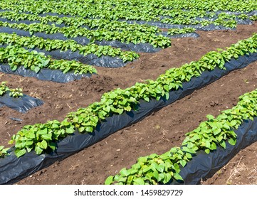 Sweet Potato Field On The Farm