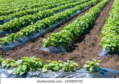 Sweet Potato Field On The Farm