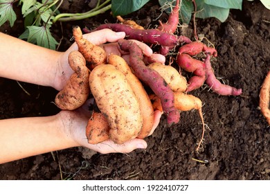 sweet potato harvest in hands over vegetable garden ground close up selective focus.