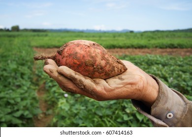 Sweet Potato On Farmer Hand At Organic Farm