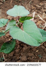 The Sweet Potato Is One Of The Few Herbs That Make Food For Our Staple, Diet, And Health