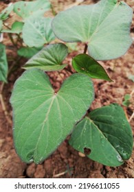 The Sweet Potato Is One Of The Few Herbs That Make Food For Our Staple, Diet, And Health