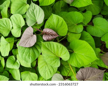 Sweet Potato Plant (Ipomoea Batatas) with Dense Foliage Thriving in the Sandy Soil. A Vining Plant Species of the Convolvulaceae Family. Attractive Ornamental Leaves for Groundcover. - Powered by Shutterstock